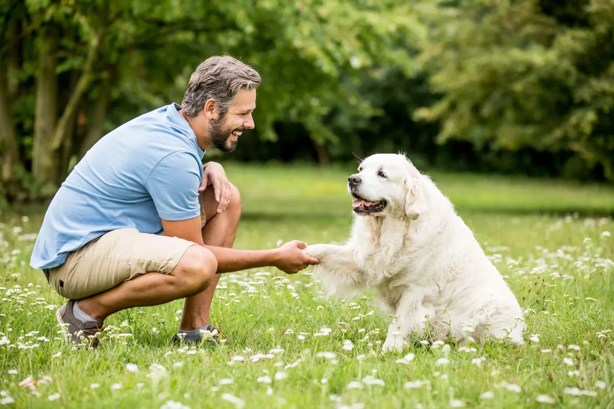 Pet care service in Ghent