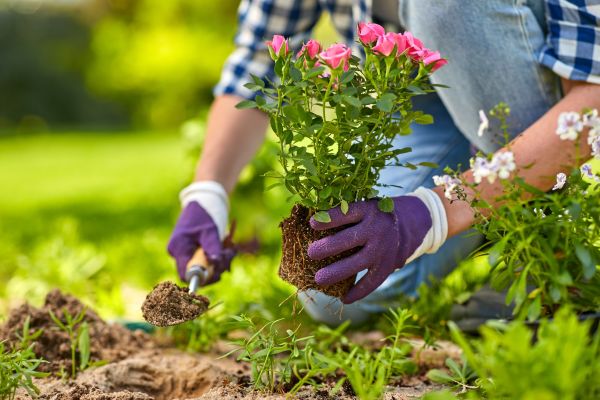 Askaide illustration: Gardening for a practical guide